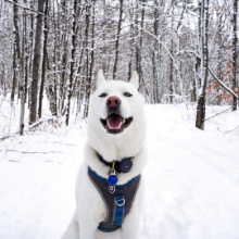 Teddy, The Siberian Husky