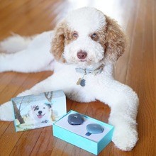 🐾FINNTHEDCDOODLE🐾