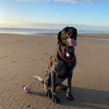 Let’s Go Canicross