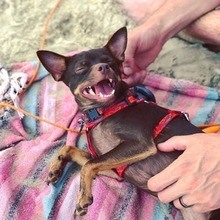 Ziggy, Scout, & Maisy