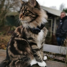 Pawsforu Spirit Of Life