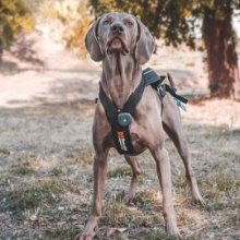 Tobias the Weimaraner 🇵🇹