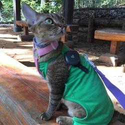 🐾 DevonRex Cat Som