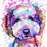 finnthedcdoodle