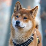 paco_shibainu