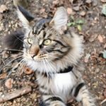sprocket_the_mainecoon