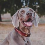 tobias.weimaraner