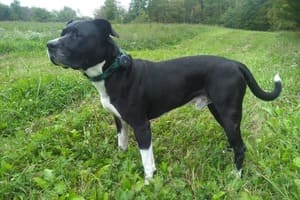 Dog using the Findster Duo+ GPS pet tracker