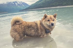 Dog using the Findster Duo+ GPS pet tracker