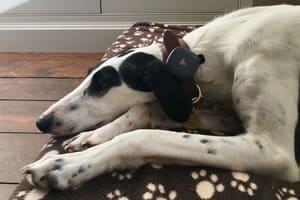 Dog using the Findster Duo+ GPS pet tracker