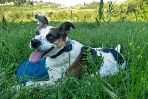 Dog using the Findster Duo+ GPS pet tracker