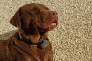 Dog using the Findster Duo+ GPS pet tracker