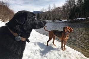 Two dogs using the Findster Duo+ GPS pet tracker