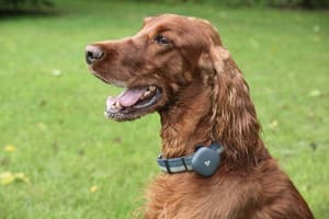 Dog using the Findster Duo+ GPS pet tracker