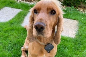 Dog using the Findster Duo+ GPS pet tracker