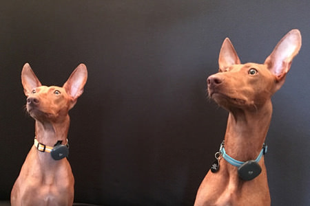 Two dogs using the Findster Duo+ GPS pet tracker