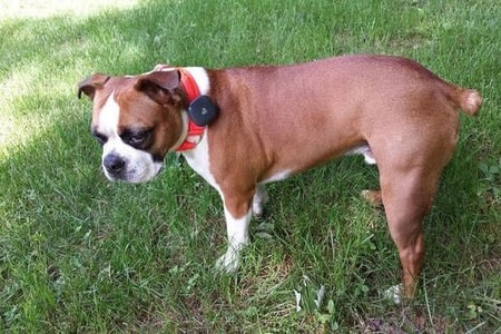 Dog using the Findster Duo+ GPS pet tracker