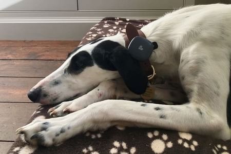 Dog using the Findster Duo+ GPS pet tracker
