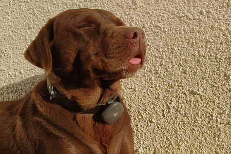 Dog using the Findster Duo+ GPS pet tracker