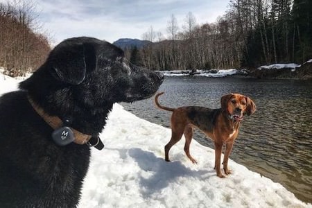 Two dogs using the Findster Duo+ GPS pet tracker