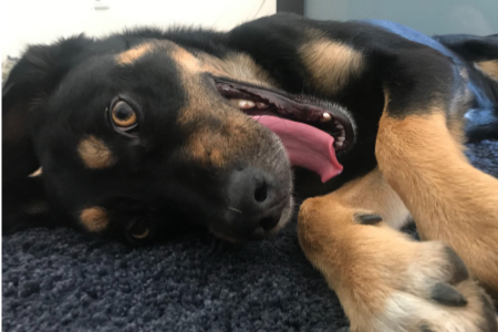 Dog using the Findster Duo+ GPS pet tracker