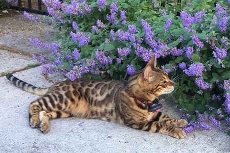 Cat using the Findster Duo+ GPS pet tracker